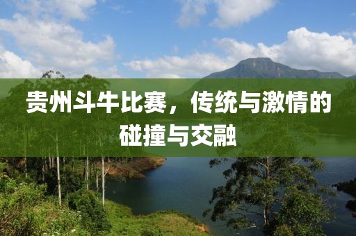 贵州斗牛比赛，传统与激情的碰撞与交融