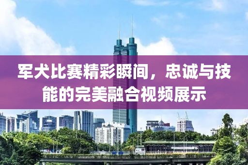 军犬比赛精彩瞬间，忠诚与技能的完美融合视频展示