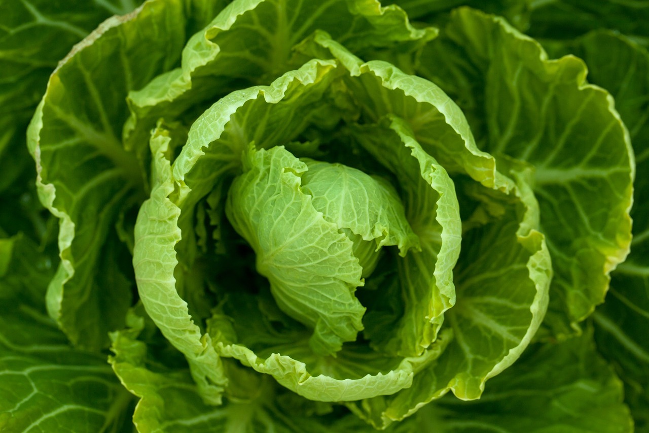大白菜价格最新行情及分析概述