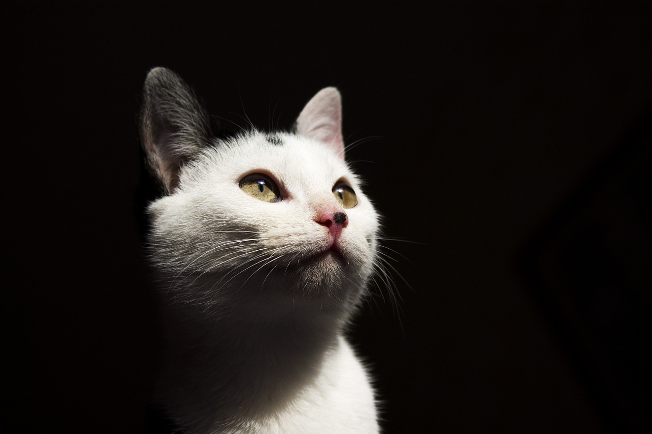 动漫猫图片，无限可爱的魅力