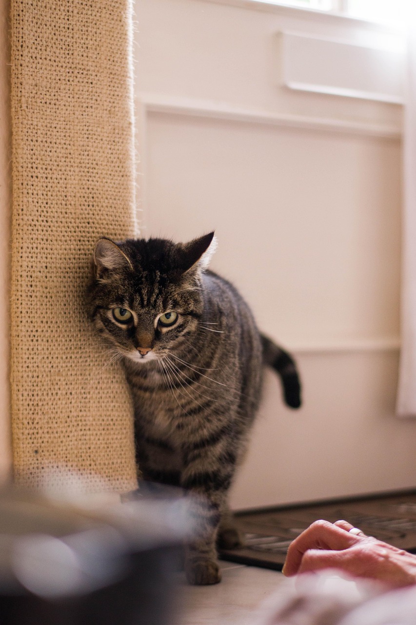 猫咪VIP新动态揭秘，猫咪世界的独特魅力与尊贵体验探索