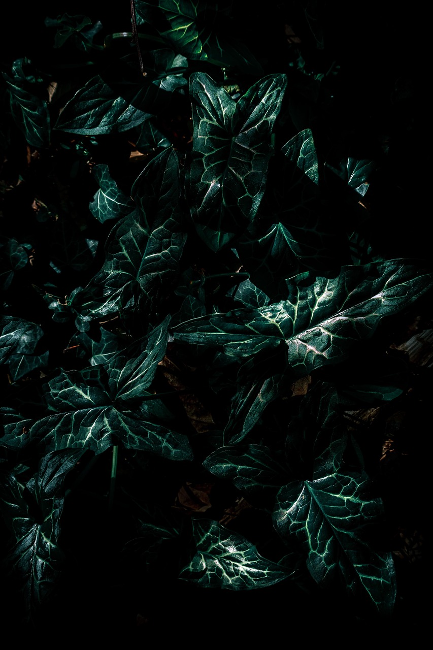 林奇最新章，奇幻未知世界的探索之旅