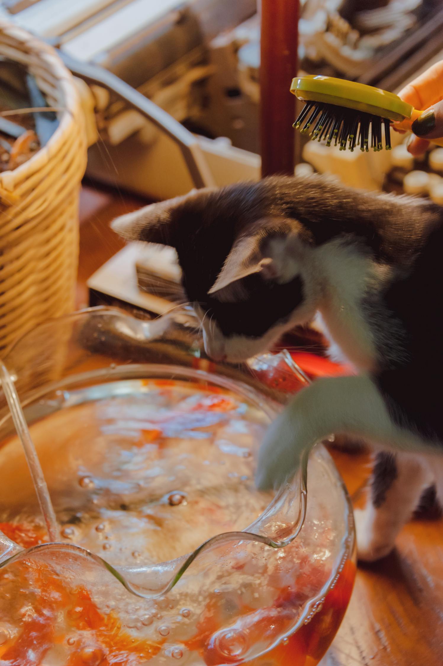 探索猫咪世界，最新动态与新奇趣味大揭秘