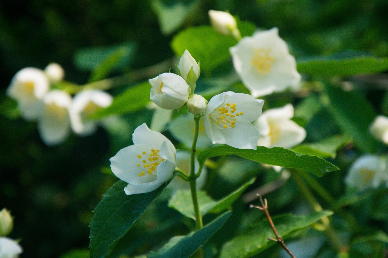 桃花春韵最新章节，诗意盎然，魅力无限