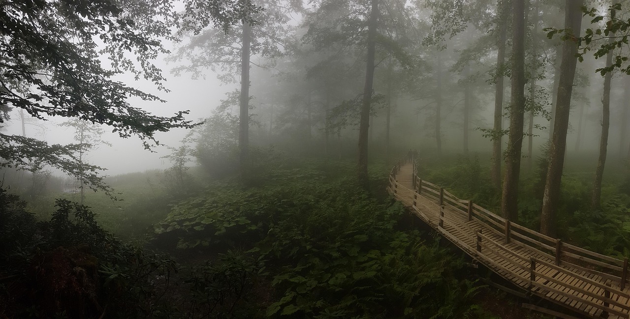 电视剧雾里看花，探寻真实与虚幻的迷雾之旅