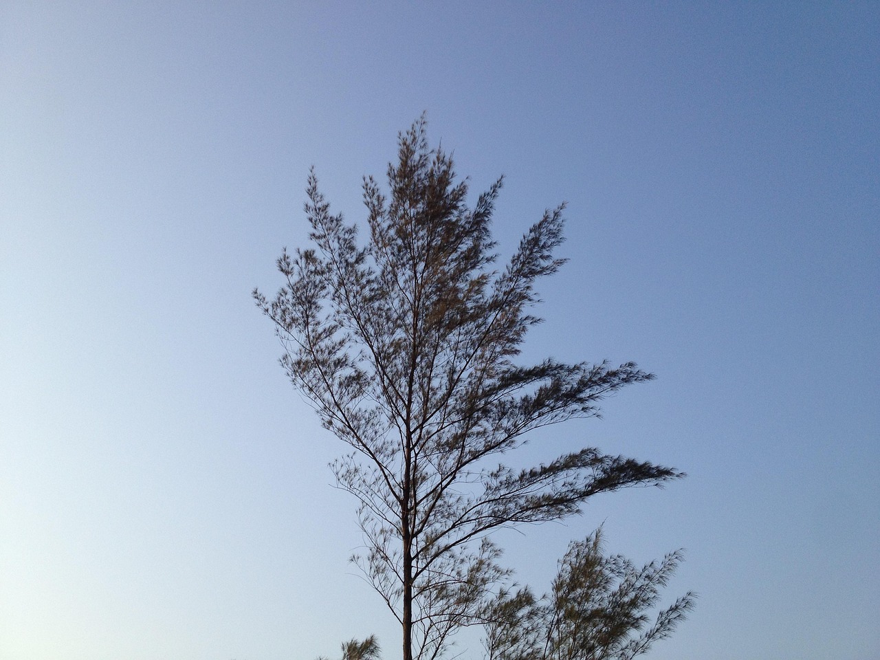 美的风客上市时间与市场展望，最新动态及预测分析