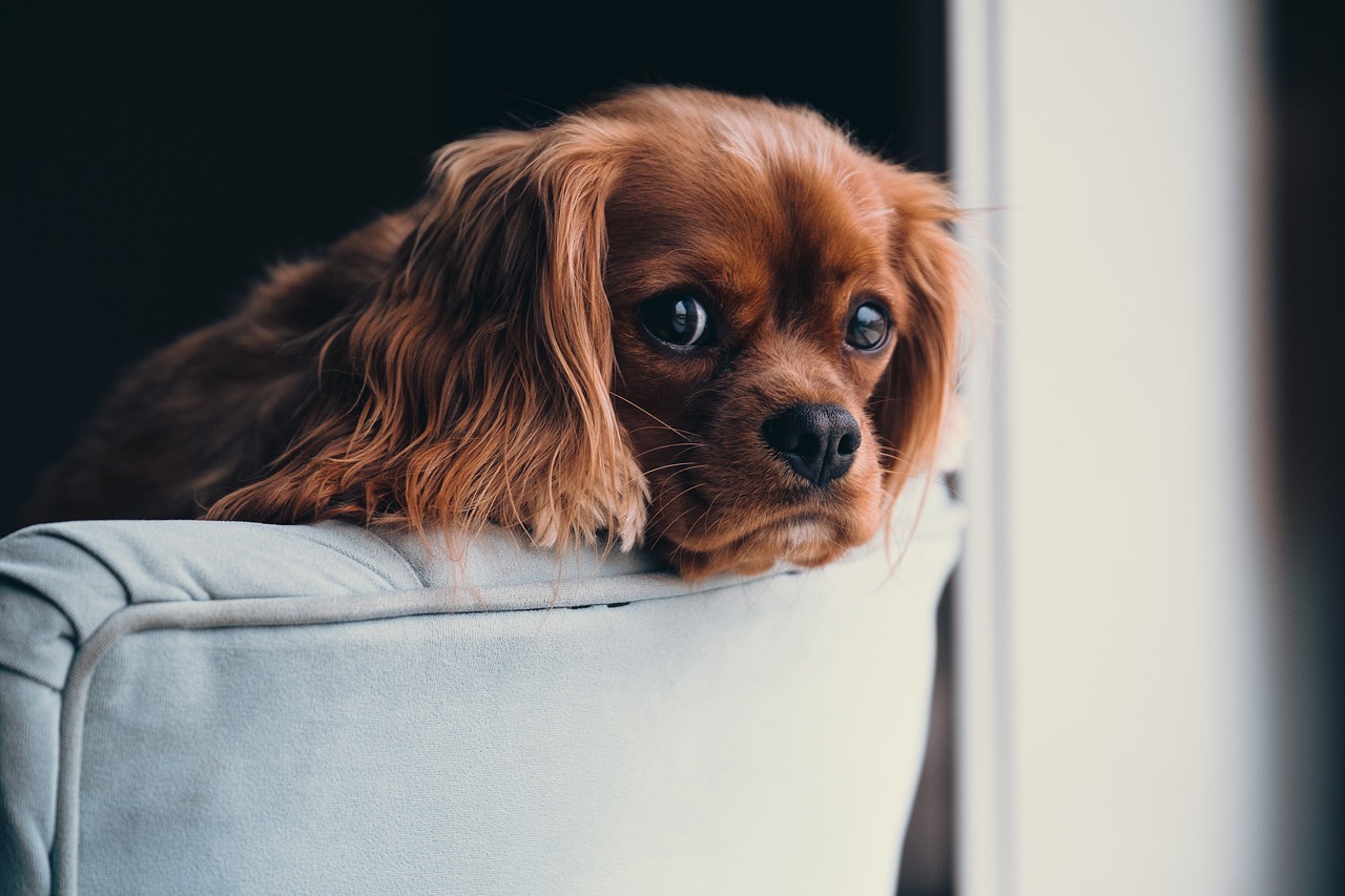 大丹犬价格解析，全面探讨影响价格的多种因素
