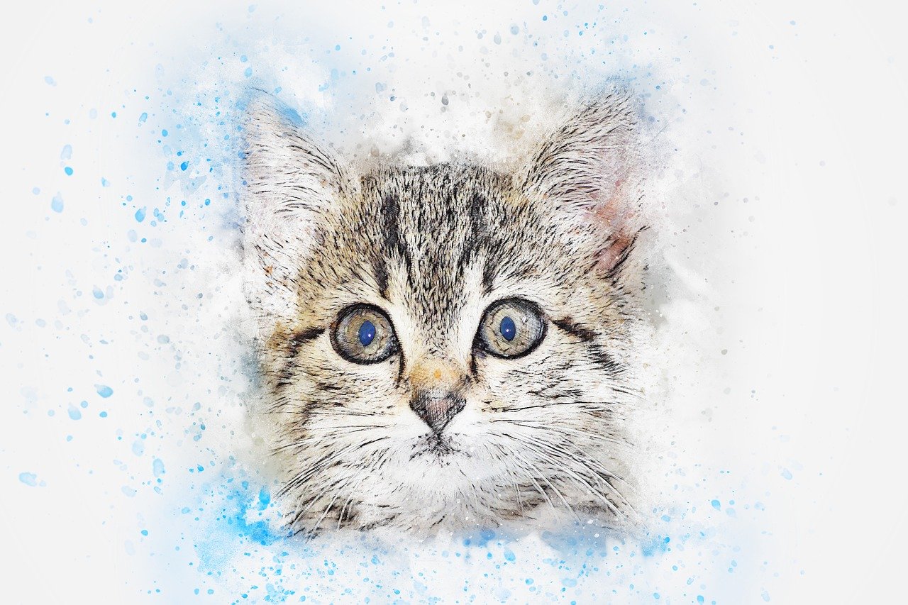美短比赛，优雅与力量的竞技场，猫咪竞技的视觉盛宴