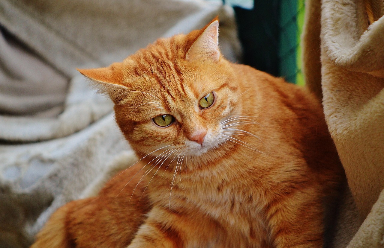 橘猫价格详解，深入了解猫界热门品种的价格因素及一只橘猫的价格多少钱
