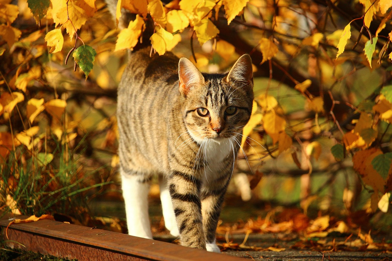探索猫咪世界的全新体验，最新版猫咪软件下载来袭！