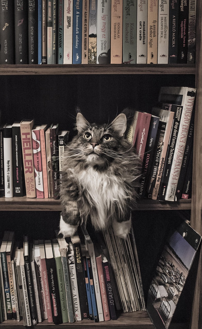 萌爪魅力大集合，猫咪美图精选集