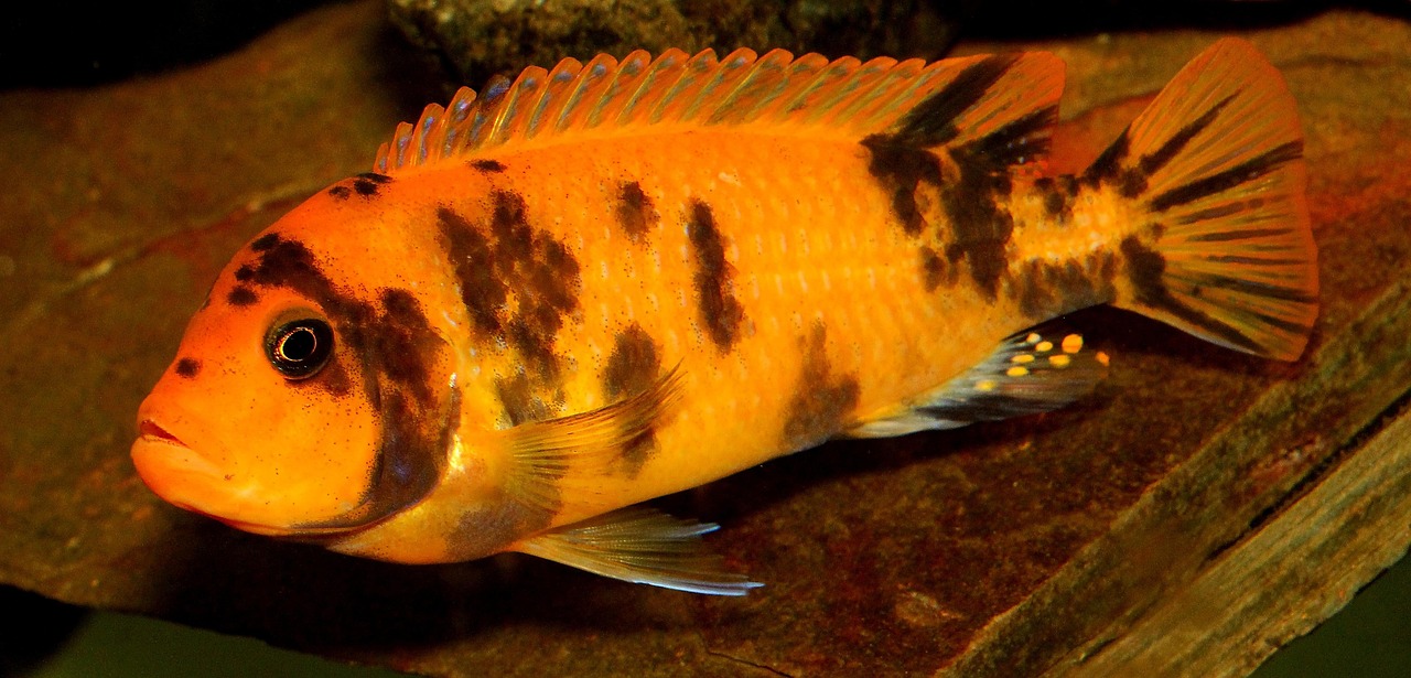 最新鱼食引领水族宠物饮食革新潮流