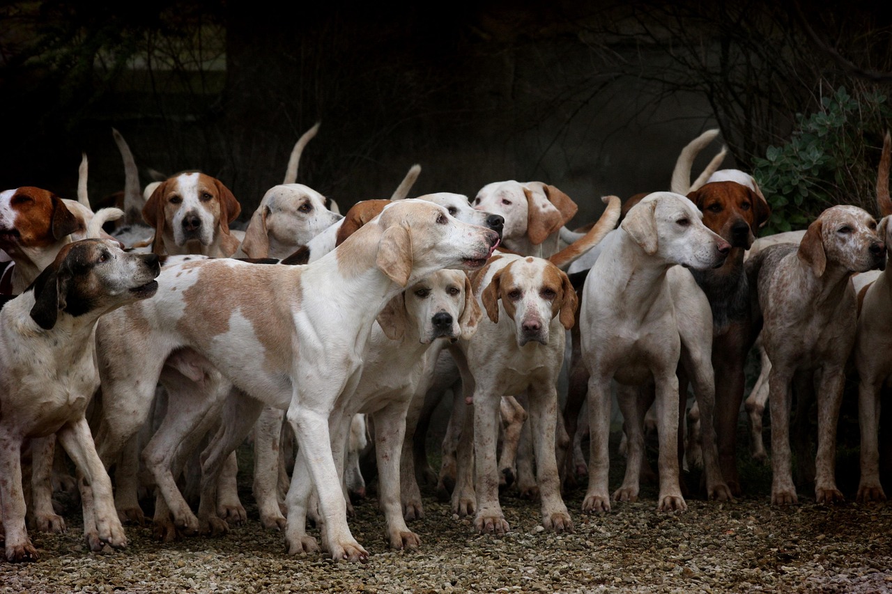 犬艺竞技盛宴，狗比赛展现犬种风采