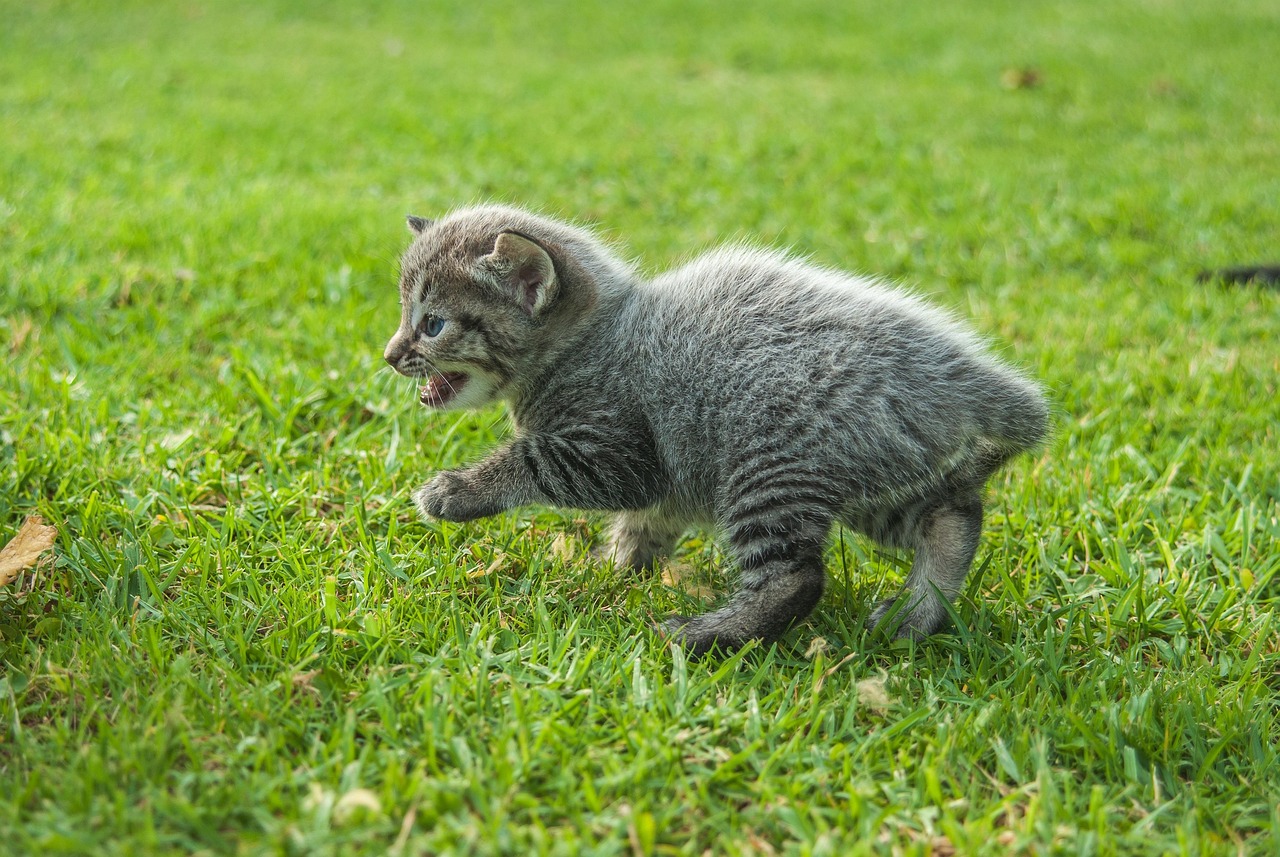 Cats最新版本探索，猫咪文化的全新魅力与风采