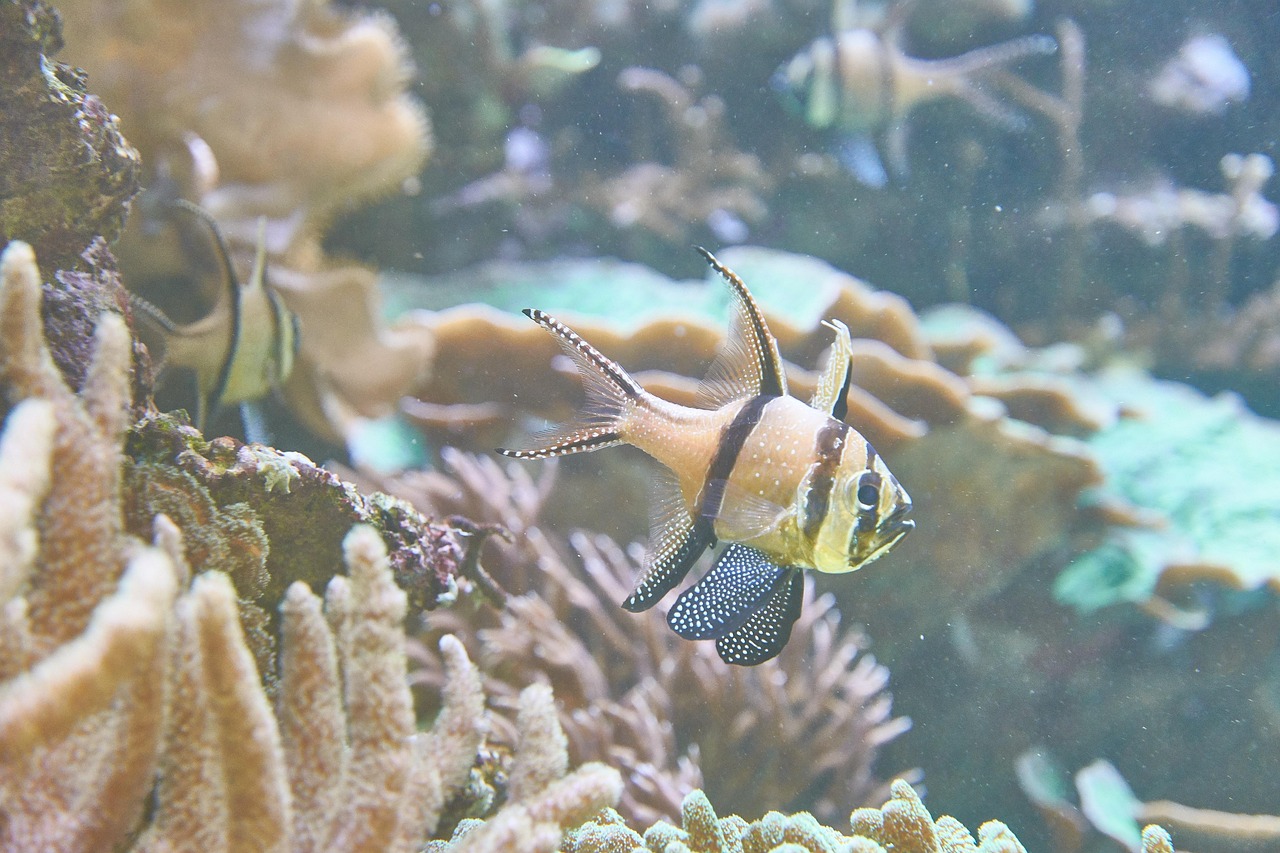 深海水族馆揭秘，神秘鱼类惊艳亮相！