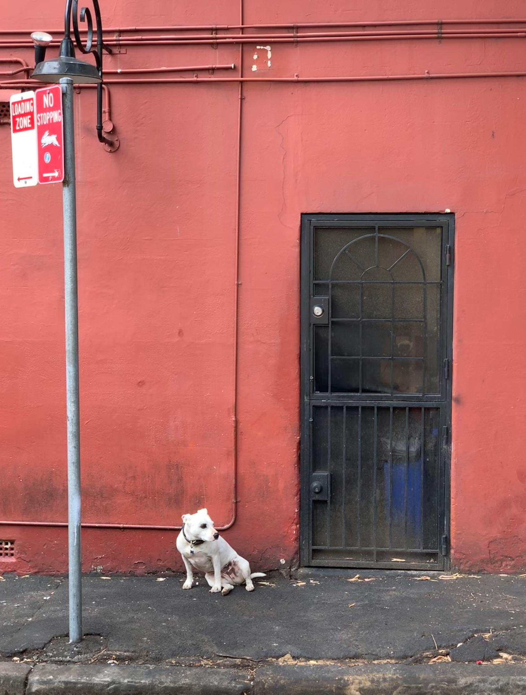 犬类独特魅力的展现，精彩狗比赛视频全记录