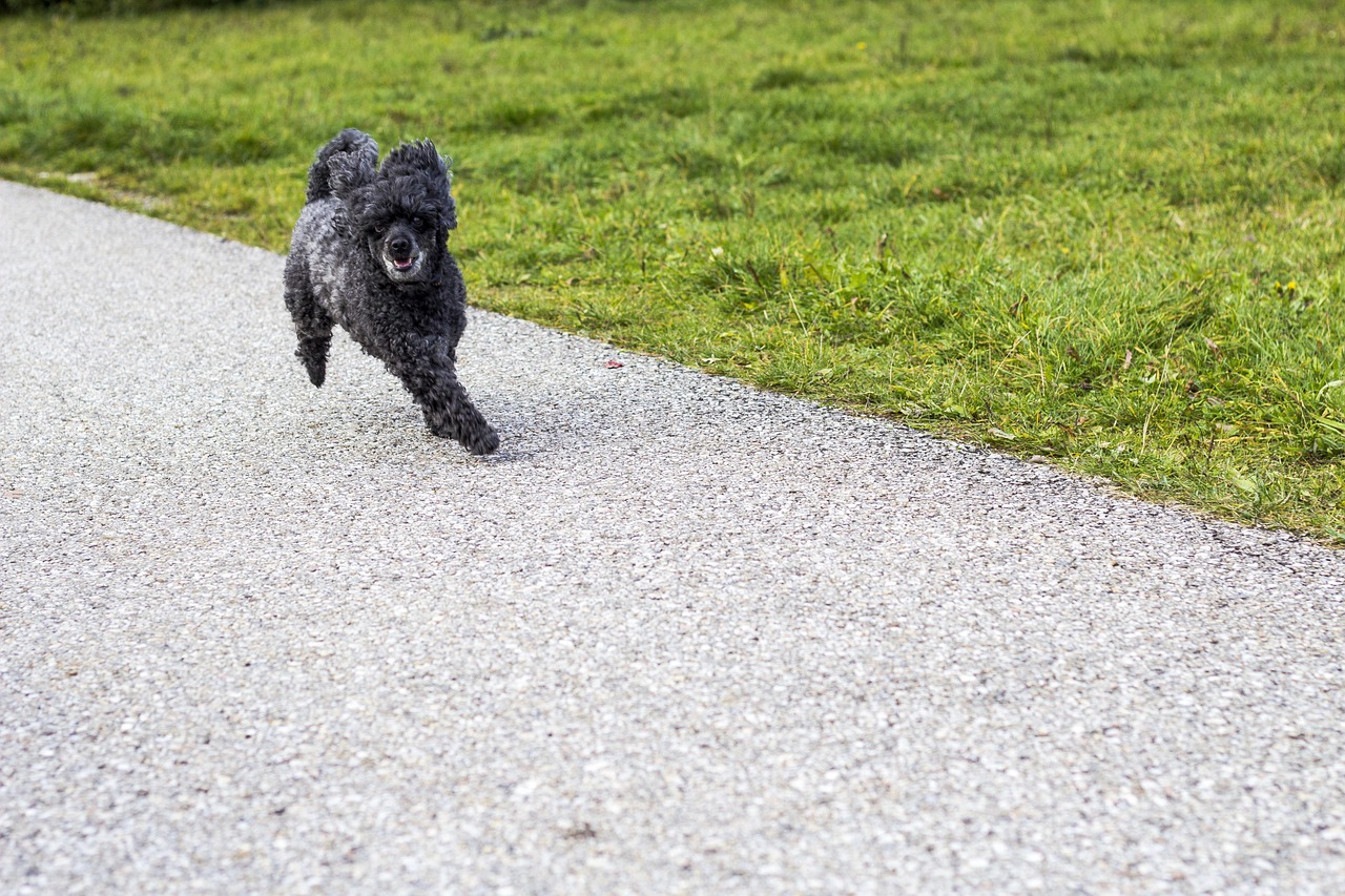 细犬比赛，速度与优雅的极致竞技风采