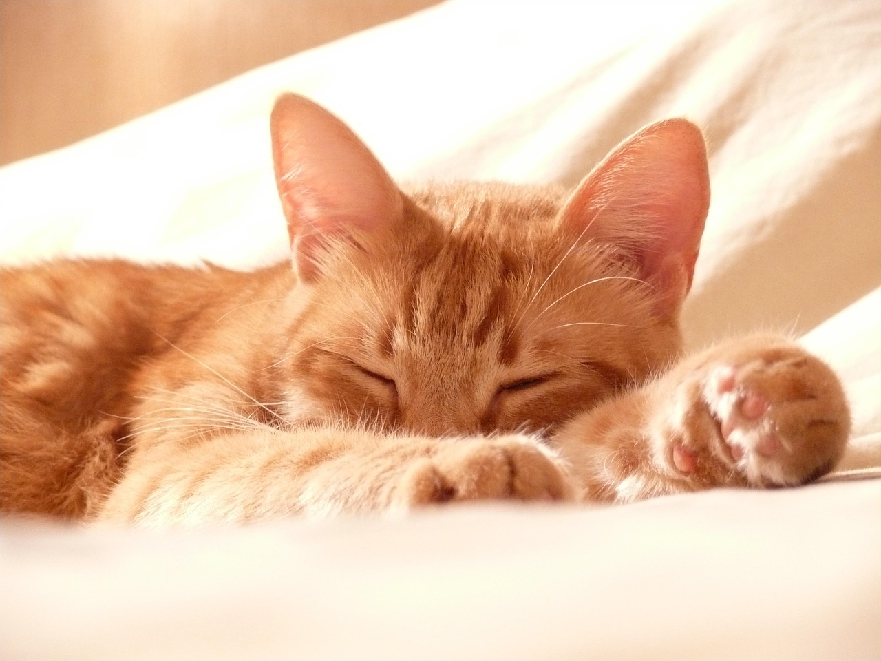 猫球比赛，一场独特的竞技狂欢