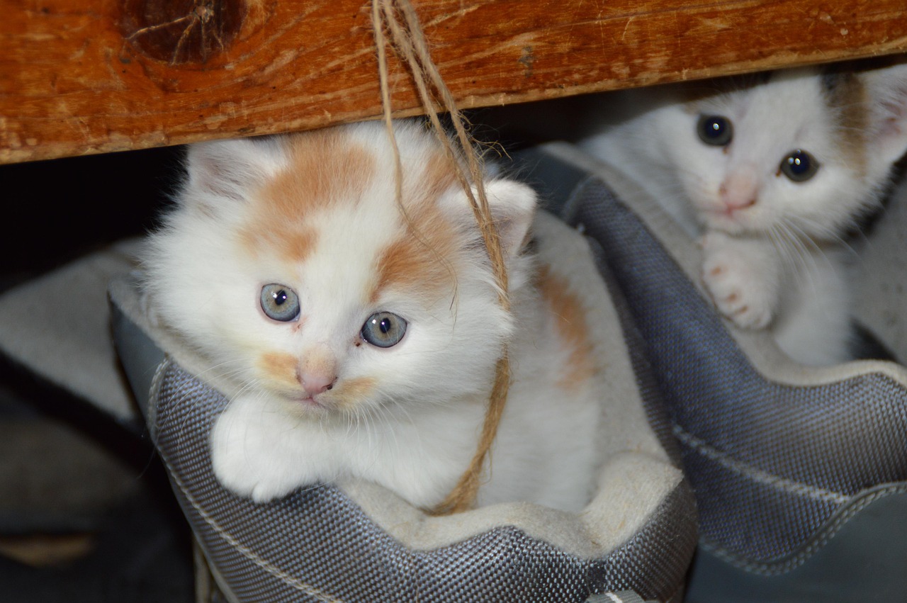 猫咪食品最新评测，深度探索与细致解读报告