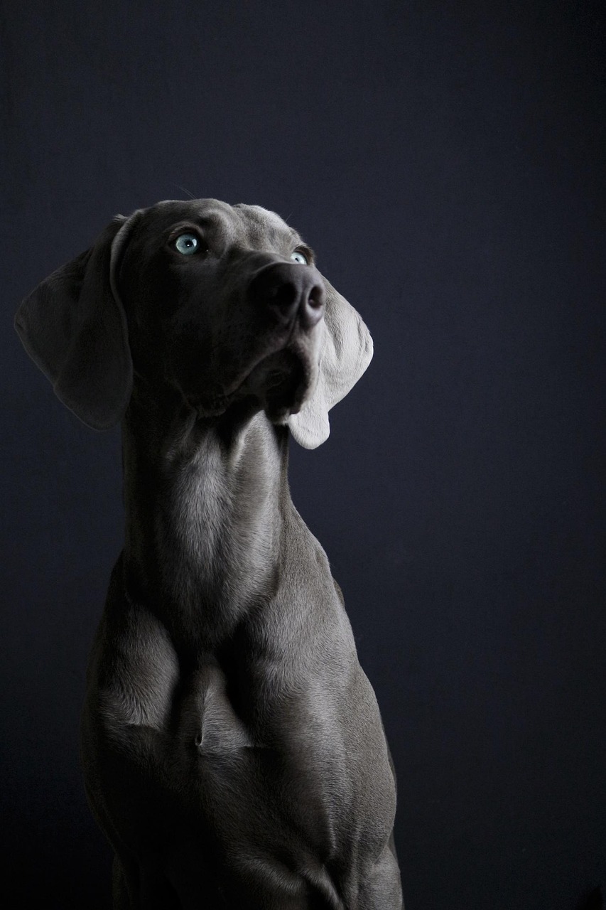 动漫败犬的独特魅力展现