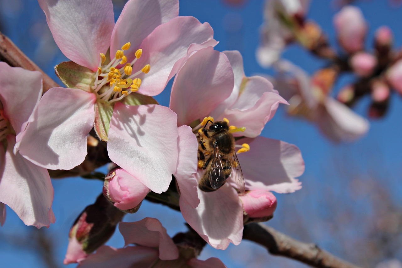 4月玛丽动漫，绽放的二次元之花